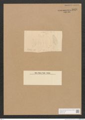 Diatomeae indet. Zeichnungen Sammlung Grunow Nr. 2828 (NHMW-BOT-W0370136)